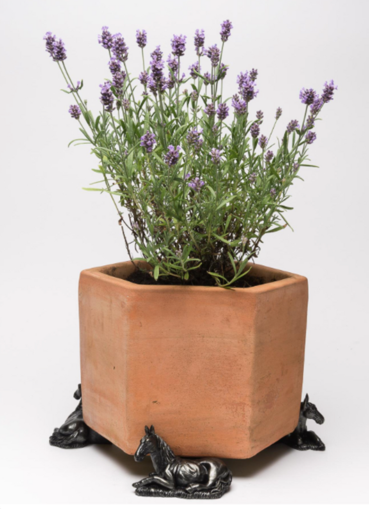 Black Caviar Pot Plant Feet
