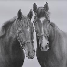 Graphite Horse Portrait Cards 12 Pack