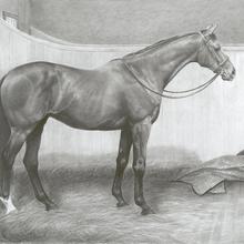 Graphite Horse Portrait Cards 12 Pack
